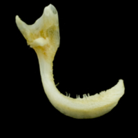 photo of Common sole premaxilla lateral view