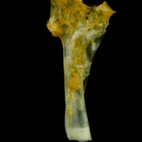 photo of Common sole hyomandibular medial view