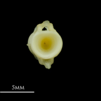 photo of Scad caudal vertebra anterior view