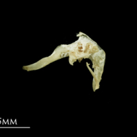 photo of Bleak pharyngeal dorsal view