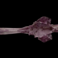 photo of Wels catfish parasphenoid basioccipital complex dorsal view