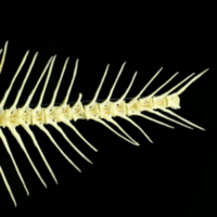 photo of European plaice caudal vertebra lateral view