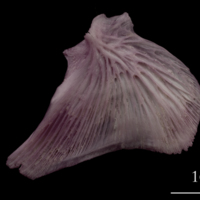 photo of Wels catfish opercular lateral view