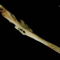 photo of Turbot parasphenoid ventral view