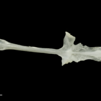 photo of Roach parasphenoid dorsal view