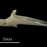 photo of European eel articular medial view