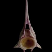 photo of Meagre precaudal vertebra anterior view