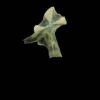 photo of Butterfish hyomandibular lateral view