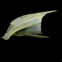 photo of Northern pike posttemporal lateral view