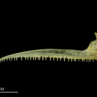 photo of Atlantic mackerel premaxilla medial view