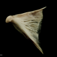 photo of Atlantic halibut quadrate medial view