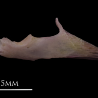 photo of Common sole articular lateral view