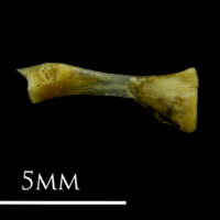 photo of Small sandeel ceratohyal lateral view