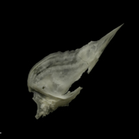 photo of Grayling subopercular lateral view