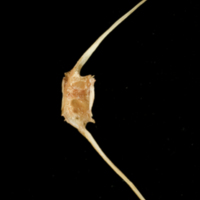 photo of Catfish caudal vertebra lateral view