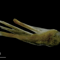 photo of Spanish mackerel posttemporal lateral view