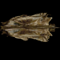 photo of Greater amberjack parasphenoid basioccipital vomer complex dorsal view