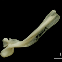 photo of Haddock maxilla lateral view
