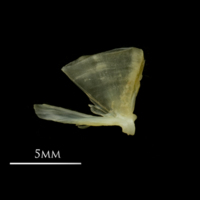 photo of European smelt quadrate medial view