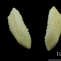 photo of Saithe otolith(s) detail view