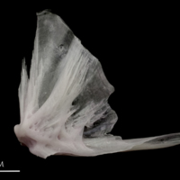 photo of Parrot fish quadrate lateral view