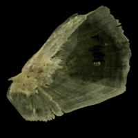 photo of Trout opercular lateral view