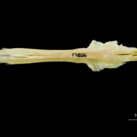 photo of Atlantic cod parasphenoid ventral view