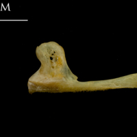 photo of Thinlip grey mullet  premaxilla lateral view