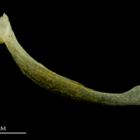 photo of Atlantic mackerel maxilla medial view