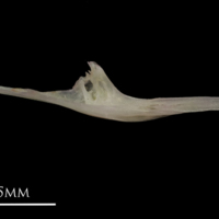 photo of European eel for assessment medial view