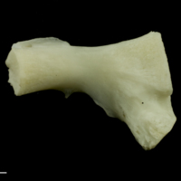 photo of Common carp ceratohyal lateral view