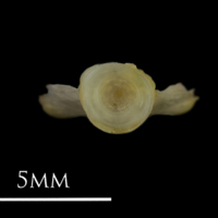 photo of European eel basioccipital posterior view