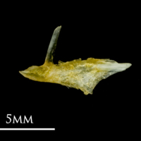 photo of Common sole articular lateral view