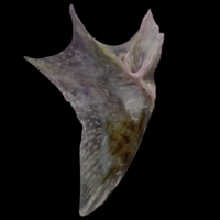 photo of Tub gurnard opercular medial view