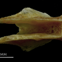 photo of Couch's seabream basioccipital ventral view