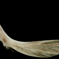 photo of Atlantic halibut cleithrum lateral view