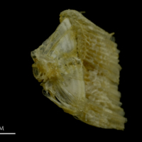 photo of Ruffe ultimate vertebra anterior view