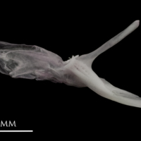 photo of Parrot fish posttemporal medial view