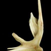 photo of John dory premaxilla medial view