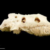 photo of Catfish vomer lateral view