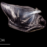 photo of Atlantic herring opercular lateral view