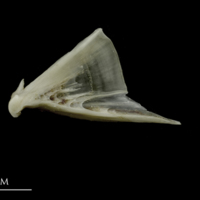 photo of Brill quadrate lateral view