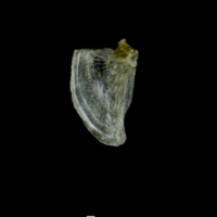 photo of Three-spined stickleback opercular medial view