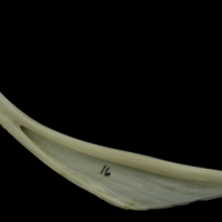 photo of Grey Triggerfish for assessment medial view