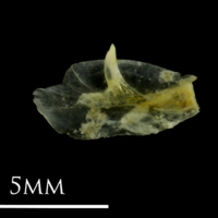 photo of Small sandeel for assessment lateral view