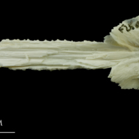 photo of Northern pike vomer dorsal view