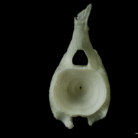 photo of Angler fish caudal vertebra posterior view