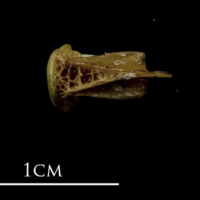 photo of John dory basioccipital ventral view