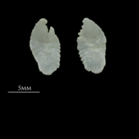 photo of Gilthead seabream otolith(s) detail view