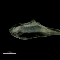 photo of Scad subopercular lateral view